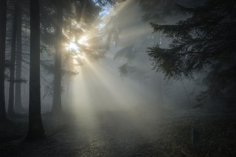 Misty Forest